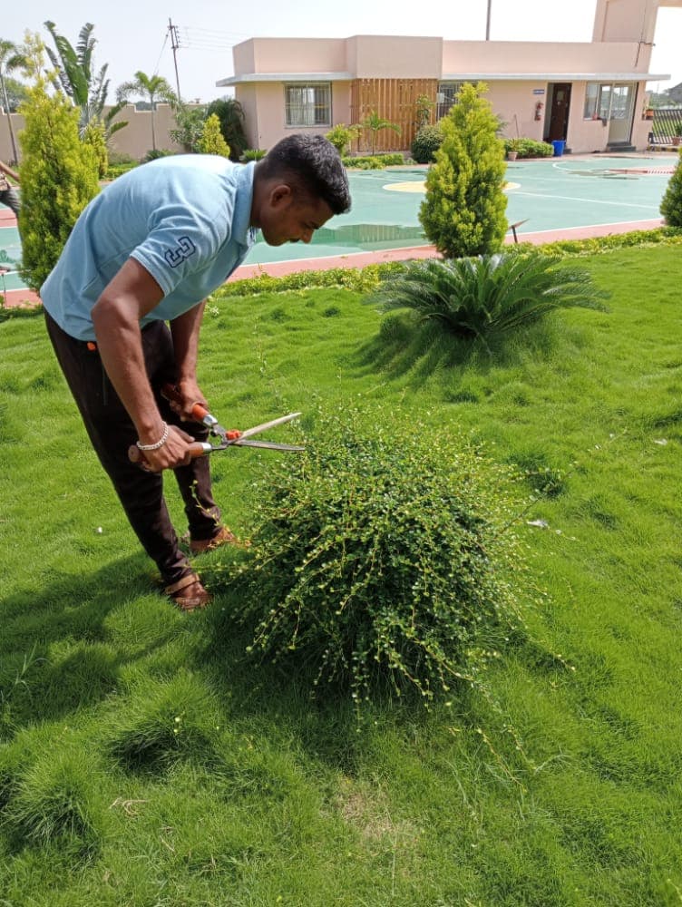 Plantation Project 40