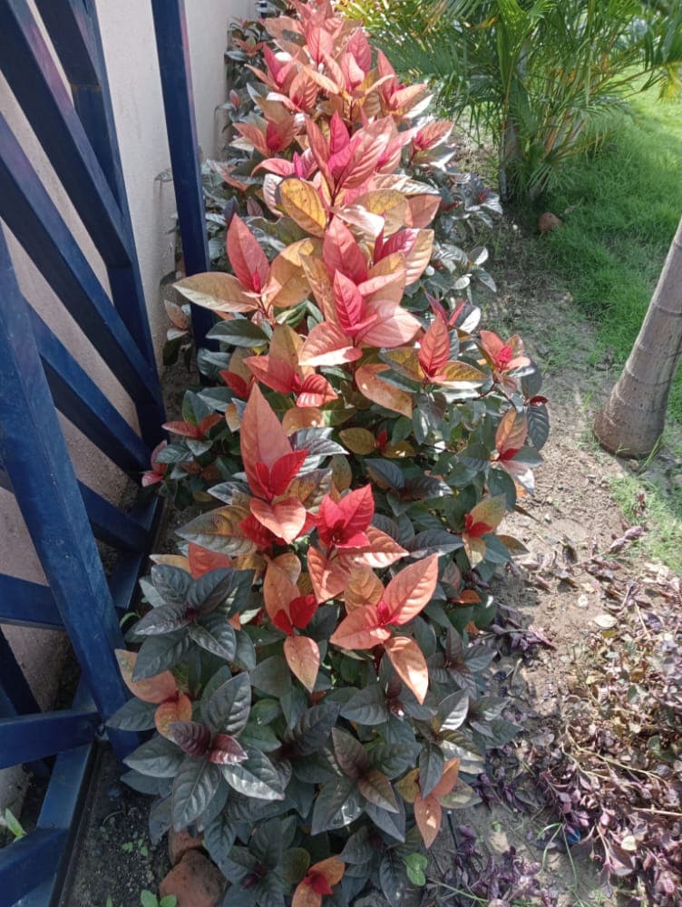 Plantation Project 41
