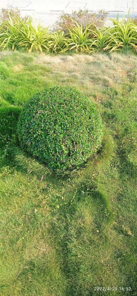 Plantation Project 45