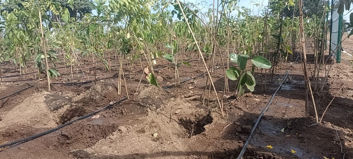 Plantation Project 70