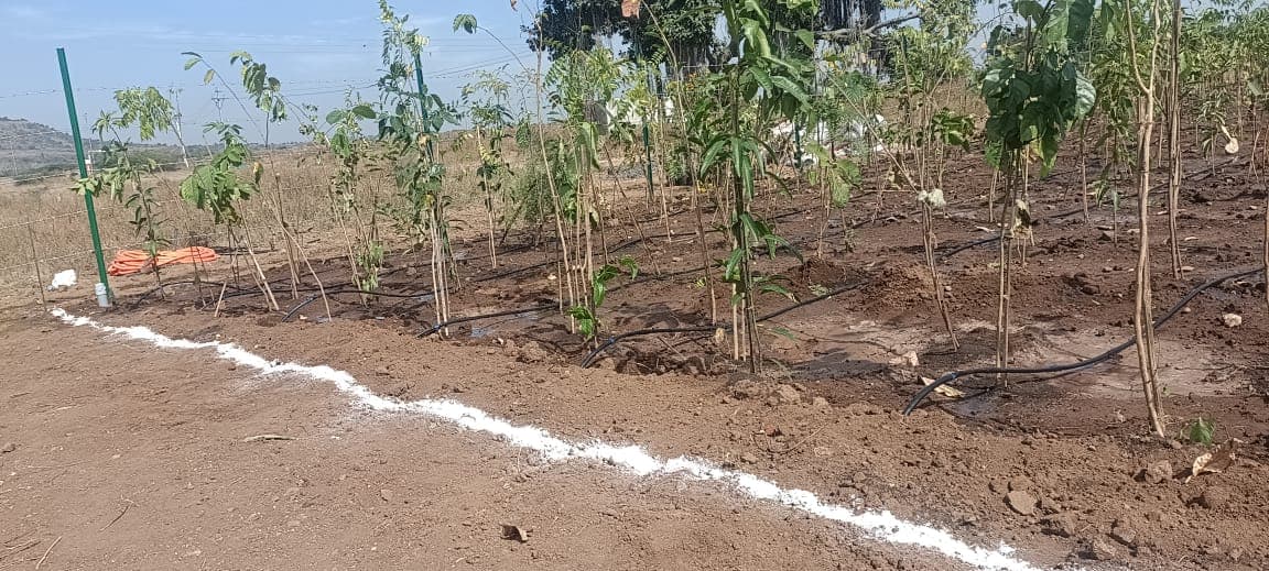 Plantation Project 71