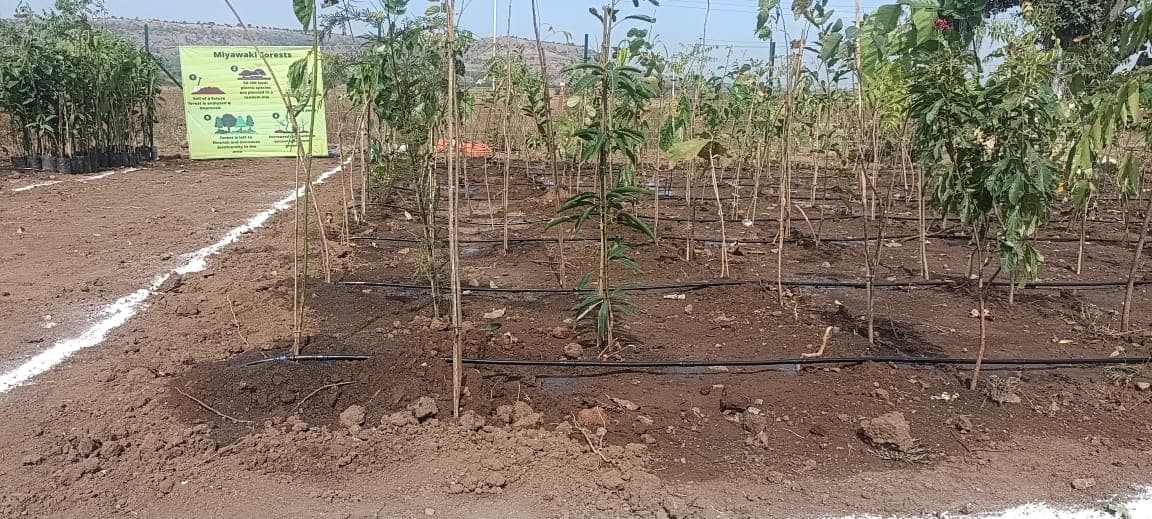 Plantation Project 72